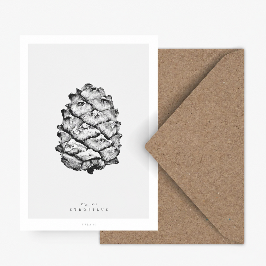Postkarte / Zapfen (ohne Umschlag)